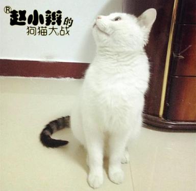 博美vs中华田园猫的自白-第7张-宠物相关-宝佳网