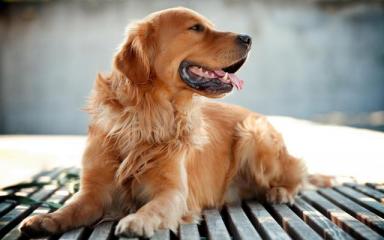 养狗“首选”这5种狗，不仅忠诚，还便宜、好养-第6张-宠物相关-宝佳网