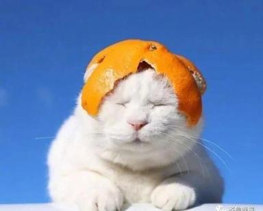 日本网红猫咪“猫叔”去世，网友：我的头像还是离开了我...-第6张-宠物相关-宝佳网