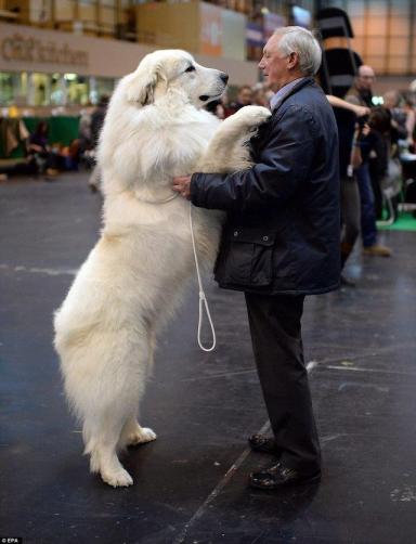 大白熊犬被禁养很冤，这种狗狗不仅亲人，对小动物还极其温柔-第1张-宠物相关-宝佳网