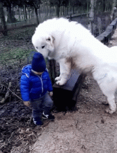 小主人想溜出去玩，结果被大白熊安排的明明白白-第5张-宠物相关-宝佳网