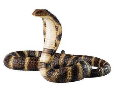 有毒蛇百科（一）-第2张-宠物相关-宝佳网