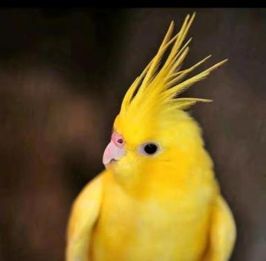 金黄色羽毛的5种鹦鹉，你能说出哪几种？（中小型鹦鹉篇）-第1张-宠物相关-宝佳网