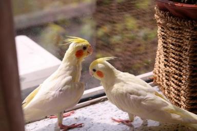 金黄色羽毛的5种鹦鹉，你能说出哪几种？（中小型鹦鹉篇）-第6张-宠物相关-宝佳网