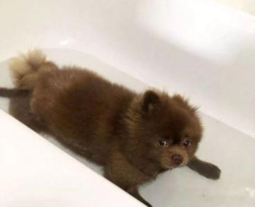 博美狗狗不愿意洗澡，它傻傻地站在浴缸里，小表情好萌-第2张-宠物相关-宝佳网