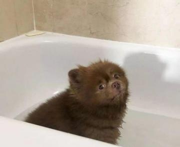 博美狗狗不愿意洗澡，它傻傻地站在浴缸里，小表情好萌-第3张-宠物相关-宝佳网