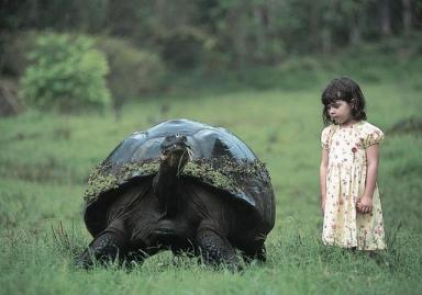 超大体型的象龟品种图鉴，龟友你要收藏（多图）-第6张-宠物相关-宝佳网