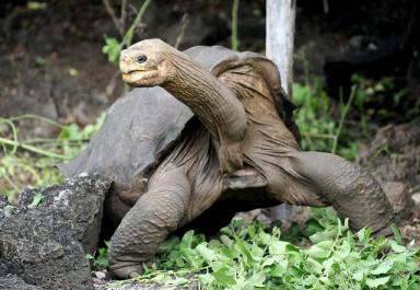 超大体型的象龟品种图鉴，龟友你要收藏（多图）-第7张-宠物相关-宝佳网