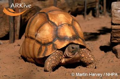 超大体型的象龟品种图鉴，龟友你要收藏（多图）-第9张-宠物相关-宝佳网