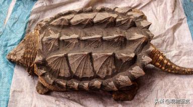 陆龟一般长得很大，但只有水龟和半水龟可以养，什么龟长得快又大-第2张-宠物相关-宝佳网