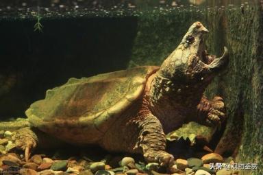 陆龟一般长得很大，但只有水龟和半水龟可以养，什么龟长得快又大-第3张-宠物相关-宝佳网