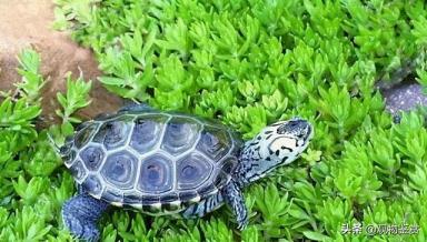 陆龟一般长得很大，但只有水龟和半水龟可以养，什么龟长得快又大-第5张-宠物相关-宝佳网
