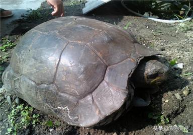 陆龟一般长得很大，但只有水龟和半水龟可以养，什么龟长得快又大-第4张-宠物相关-宝佳网