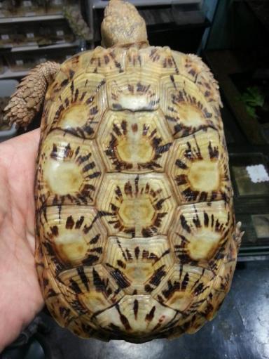饼干陆龟《薄饼龟》这是一只花纹漂亮特殊的乌龟-第2张-宠物相关-宝佳网