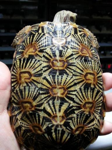 饼干陆龟《薄饼龟》这是一只花纹漂亮特殊的乌龟-第1张-宠物相关-宝佳网
