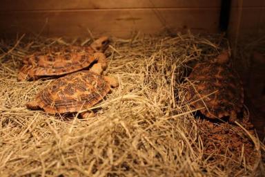 饼干陆龟《薄饼龟》这是一只花纹漂亮特殊的乌龟-第3张-宠物相关-宝佳网