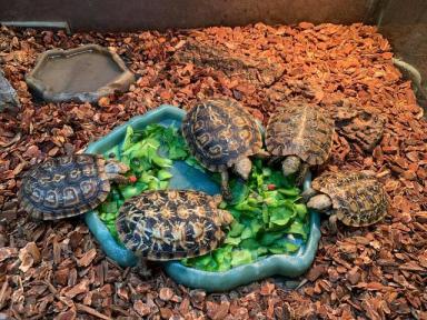 饼干陆龟《薄饼龟》这是一只花纹漂亮特殊的乌龟-第6张-宠物相关-宝佳网