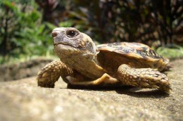 饼干陆龟《薄饼龟》这是一只花纹漂亮特殊的乌龟-第7张-宠物相关-宝佳网