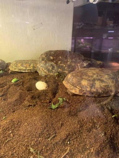 饼干陆龟《薄饼龟》这是一只花纹漂亮特殊的乌龟-第10张-宠物相关-宝佳网