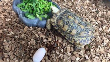 饼干陆龟《薄饼龟》这是一只花纹漂亮特殊的乌龟-第9张-宠物相关-宝佳网
