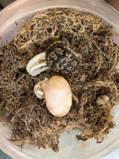 饼干陆龟《薄饼龟》这是一只花纹漂亮特殊的乌龟-第13张-宠物相关-宝佳网