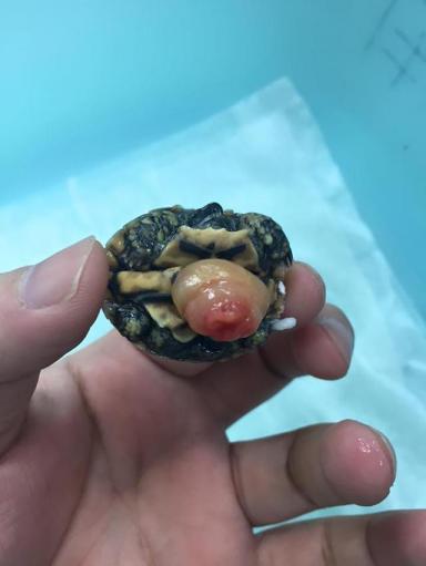 饼干陆龟《薄饼龟》这是一只花纹漂亮特殊的乌龟-第14张-宠物相关-宝佳网