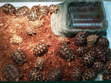 饼干陆龟《薄饼龟》这是一只花纹漂亮特殊的乌龟-第16张-宠物相关-宝佳网