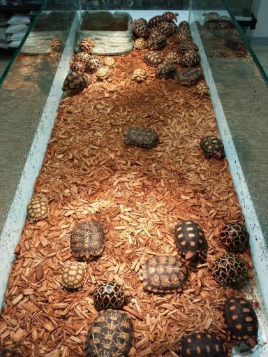 饼干陆龟《薄饼龟》这是一只花纹漂亮特殊的乌龟-第18张-宠物相关-宝佳网