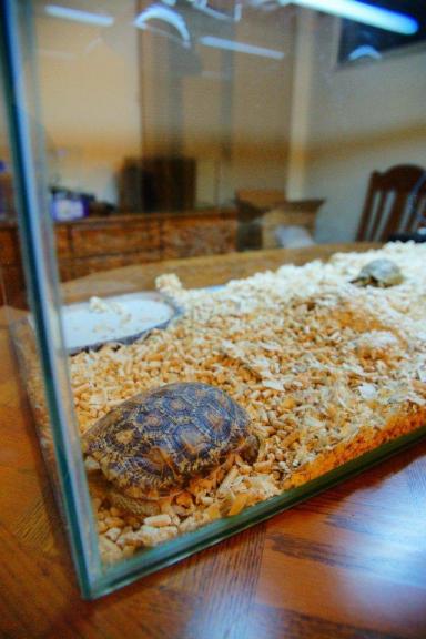 饼干陆龟《薄饼龟》这是一只花纹漂亮特殊的乌龟-第21张-宠物相关-宝佳网
