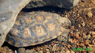 饼干陆龟《薄饼龟》这是一只花纹漂亮特殊的乌龟-第20张-宠物相关-宝佳网