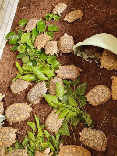 饼干陆龟《薄饼龟》这是一只花纹漂亮特殊的乌龟-第22张-宠物相关-宝佳网