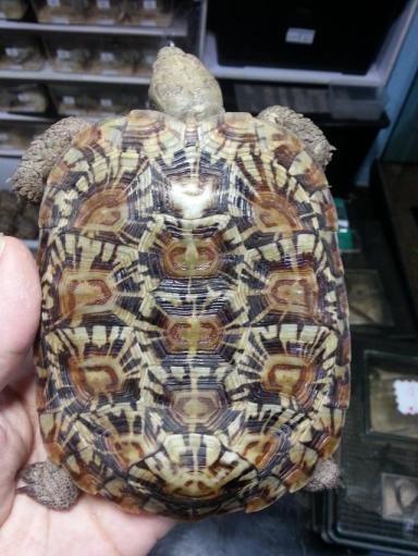 饼干陆龟《薄饼龟》这是一只花纹漂亮特殊的乌龟-第25张-宠物相关-宝佳网