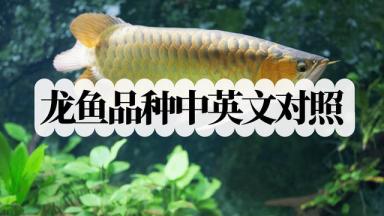 龙鱼英文，龙鱼品种中英文对照，养鱼爱好者必备-第1张-宠物相关-宝佳网