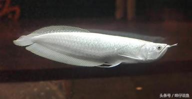 美国鱼友眼中的银龙鱼，和你心目中的银龙鱼，是不是一个样？-第5张-宠物相关-宝佳网