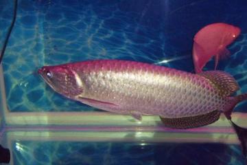 鱼友们致爱的宝贝金龙鱼品种分类-第3张-宠物相关-宝佳网