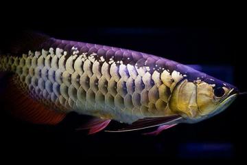 鱼友们致爱的宝贝金龙鱼品种分类-第8张-宠物相关-宝佳网