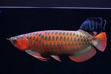 鱼友们致爱的宝贝金龙鱼品种分类-第10张-宠物相关-宝佳网