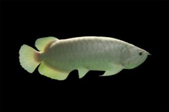 鱼友们致爱的宝贝金龙鱼品种分类-第13张-宠物相关-宝佳网