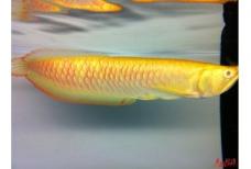 鱼友们致爱的宝贝金龙鱼品种分类-第14张-宠物相关-宝佳网
