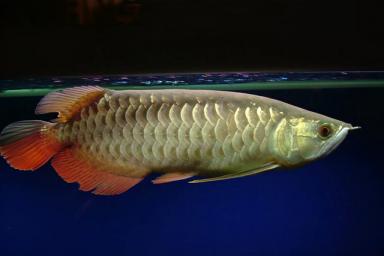 常见的龙鱼有银龙鱼、红龙鱼、金龙鱼，这期分享各个洲龙鱼品种-第4张-宠物相关-宝佳网
