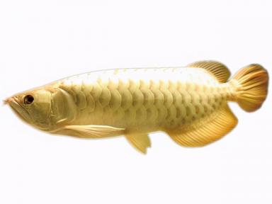 常见的龙鱼有银龙鱼、红龙鱼、金龙鱼，这期分享各个洲龙鱼品种-第6张-宠物相关-宝佳网