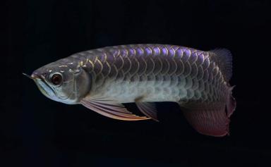 常见的龙鱼有银龙鱼、红龙鱼、金龙鱼，这期分享各个洲龙鱼品种-第8张-宠物相关-宝佳网