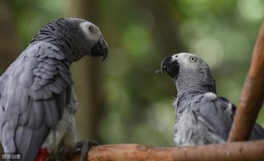 饲养非洲灰鹦鹉，为什么要从小养起，这4个点说明了真正的原因-第1张-宠物相关-宝佳网