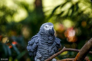饲养非洲灰鹦鹉，为什么要从小养起，这4个点说明了真正的原因-第6张-宠物相关-宝佳网