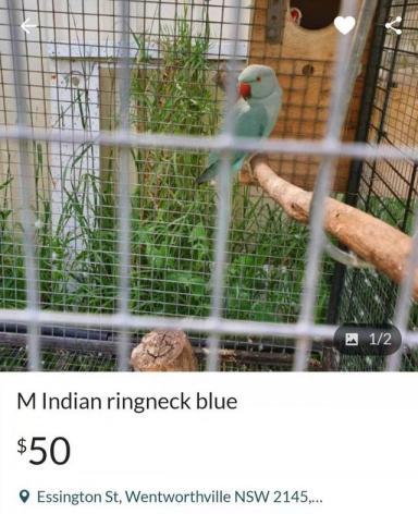 厨子逛澳洲鸟市，一对金刚鹦鹉只卖6000澳元，大家看看值不值？-第4张-宠物相关-宝佳网