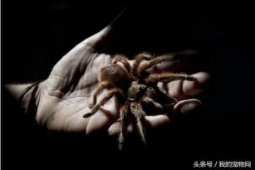 十大常见的宠物蜘蛛品种，这三种可千万不能拿手上把玩-第1张-宠物相关-宝佳网