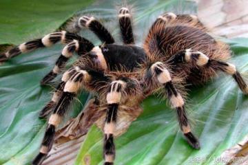 十大常见的宠物蜘蛛品种，这三种可千万不能拿手上把玩-第6张-宠物相关-宝佳网