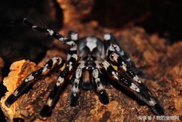 十大常见的宠物蜘蛛品种，这三种可千万不能拿手上把玩-第7张-宠物相关-宝佳网