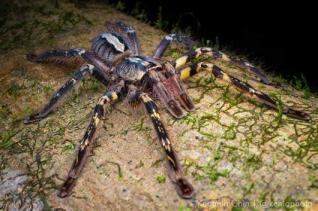 研究揭示全球蛛形类动物贸易网络-第2张-宠物相关-宝佳网