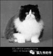 鉴赏品种猫之～波斯猫-第4张-宠物相关-宝佳网